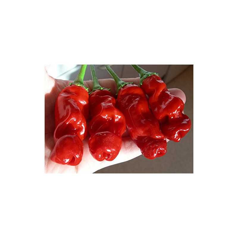 Peter Pepper Red - 1
