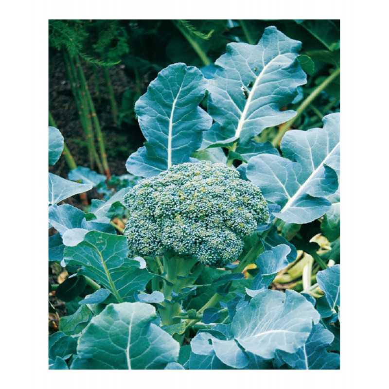 Broccoli Calabrese - 1