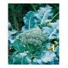 Broccoli Calabrese - 1