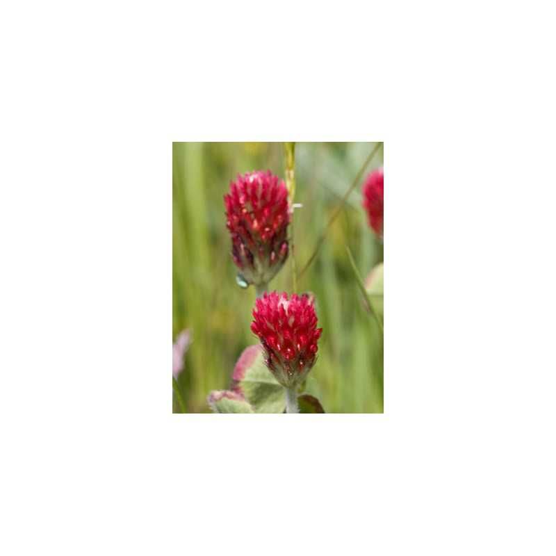 Incarnaat klaver - Trifolium incarnatum - 1