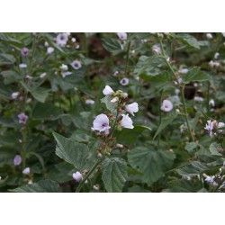 Heemst Althaea officinalis - 1