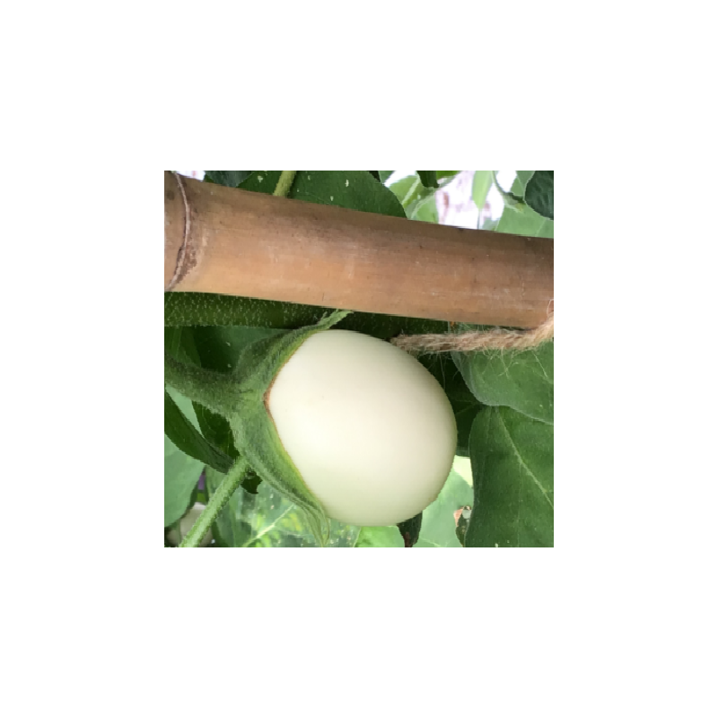 Aubergine White eggs - 1